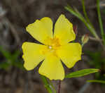 Georgia frostweed